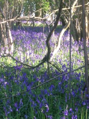 Spring Cotswolds
Bluebells